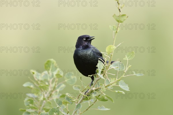 Purple Blackbird (Euphagus cyanocephalus), singing male, Waterton Lakes National Park, Alberta,
