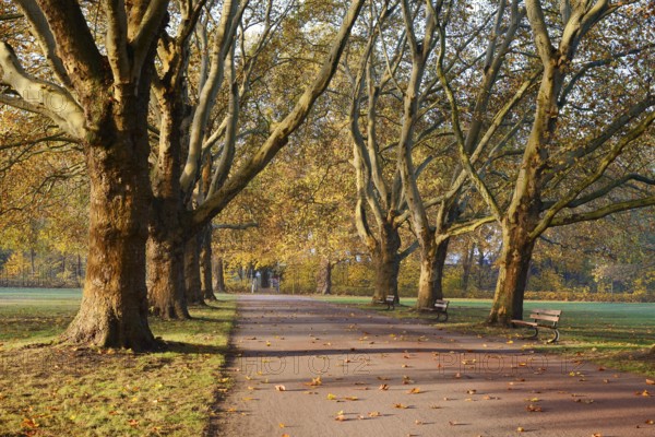 Path and common plane tree or Platanus × acerifolia (Platanus x hispanica, Platanus × acerifolia,
