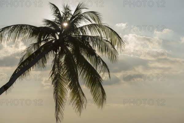Palm tree against the light, heart-shaped sun, Koh Mook Island, Satun Province, Southern Thailand,