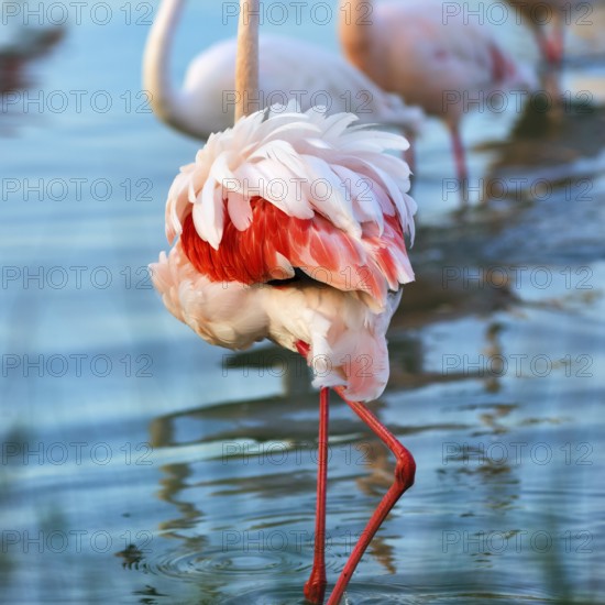 Pink flamingo (Phoenicopterus roseus), standing in a pond, plumage, Pont de Gau Bird Park,