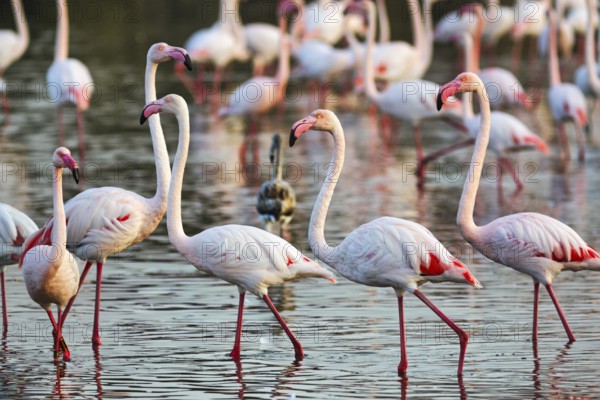 Pink flamingos (Phoenicopterus roseus), walking in the pond, Pont de Gau Bird Park,