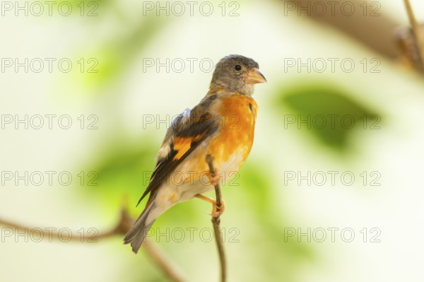 Red siskin (Spinus cucullatus) sitting on a branch, captive, Zoo Augsburg, Germany