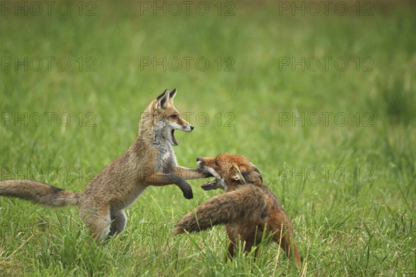 Red fox (Vulpes vulpes) male and weaned young playing on a mown meadow in light rain, Allgäu,