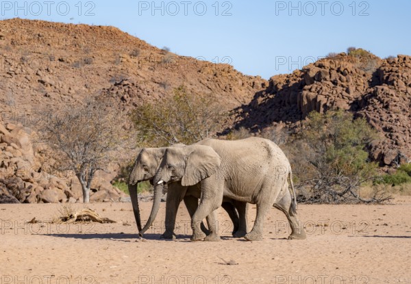 Two African elephants (Loxodonta africana), desert elephant, near the Ugab River, Damaraland,
