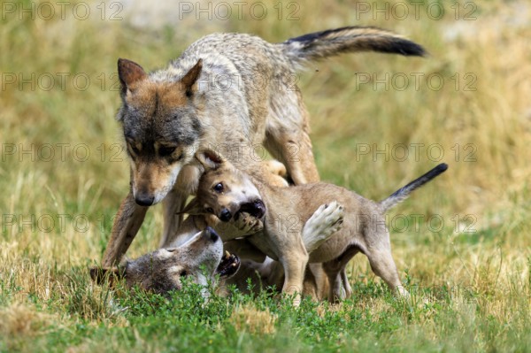 Wolf family with playing puppies in natural environment on grass, Timber wolf, wolf, American wolf,