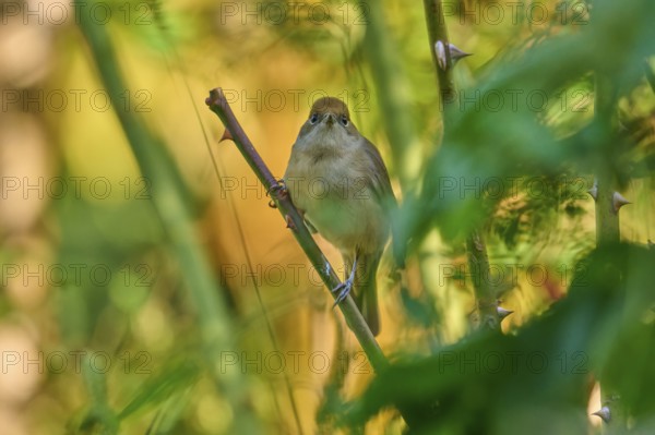 Blackcap (Sylvia atricapilla), female, sitting attentively on a branch in the natural environment,
