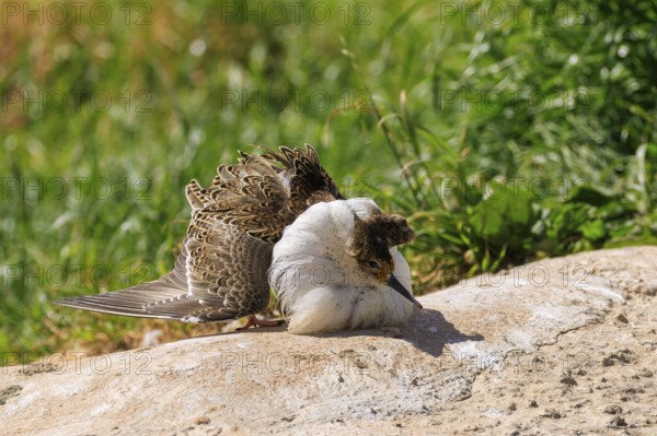 A bird resting on a sunny ground, its magnificent feathers unfurled, ruff (Calidris pugnax, syn.: