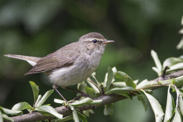 Chiffchaff (Phylloscopus collybita) sitting on a branch surrounded by green foliage,