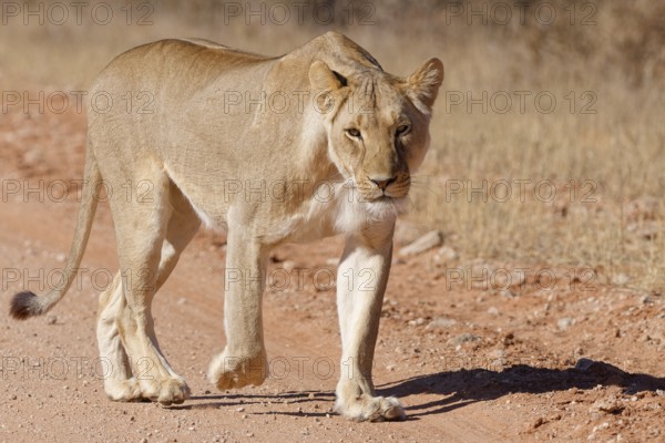 African lion (Panthera leo), lioness, adult female walking on a dirt road, animal portrait,