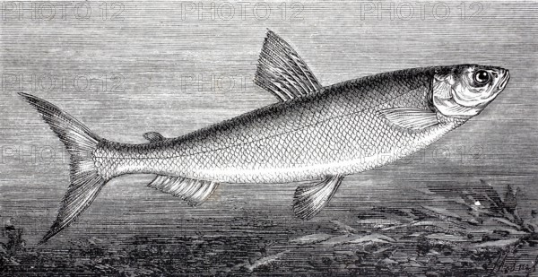 Lake Constance whitefish, Coregonus wartmanni, also known as bluefish, is a freshwater fish of the