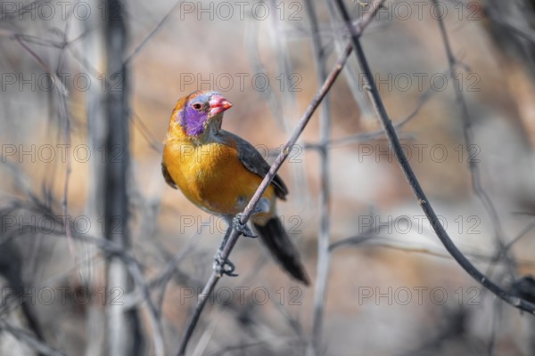 Garnet deer (Uraeginthus granatina), female, sitting on a dry branch, Kubu Island (Lekubu), Sowa