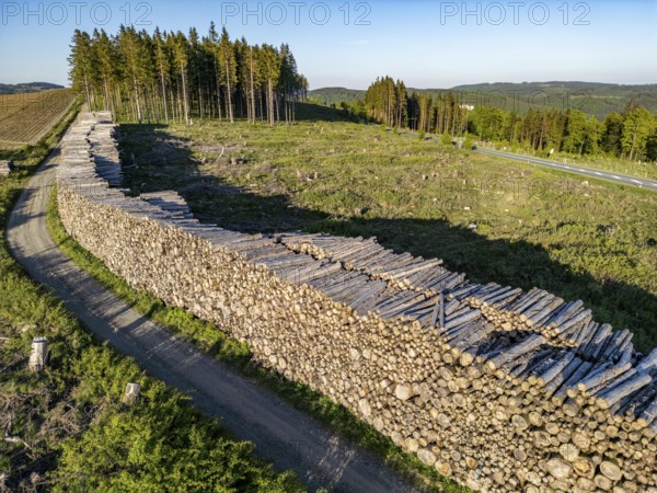 Pile of wood in a partially cleared forest area, felled spruces, with damage caused by the bark