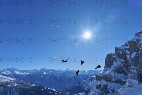 Alpine choughs (Pyrrhocorax graculus), several birds flying in front of a sunny mountain panorama,