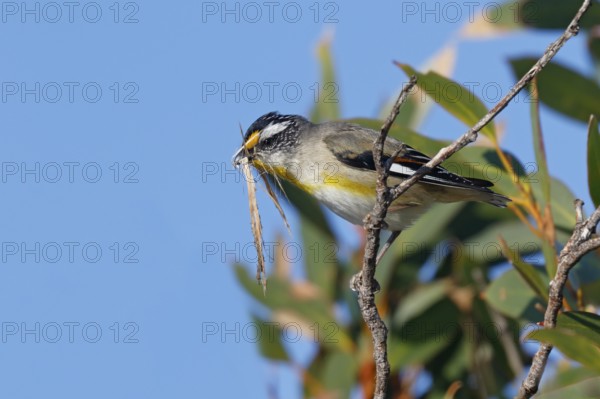 Striated Pardalote (Pardalotus striatus) perched on a branch with nesting material in beak, South