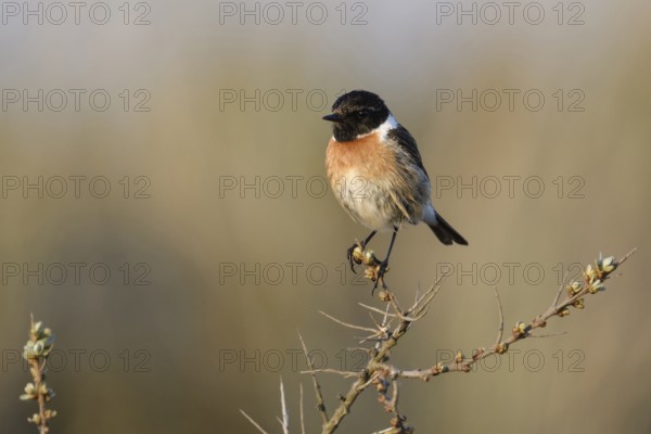 Auf dem Sanddorn sitzend... Schwarzkehlchen *Saxicola torquata*, Männchen im Prachtkleid, spätes