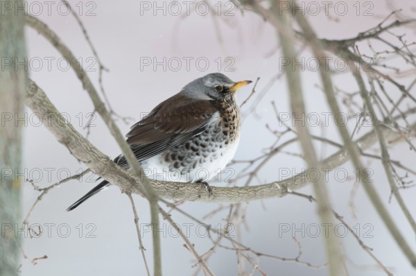 Fieldfare (Turdus pilaris), Thuringia, Germany
