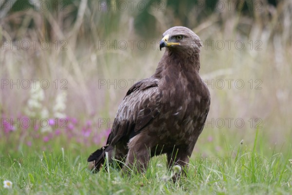 Lesser Spotted Eagle (Clanga pomarina) on grassland, Poland