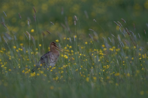 Black-tailed Godwit (Limosa limosa) calling on grassland with flowering meadow buttercup