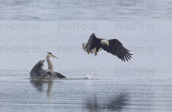 Bald Eagle (Haliaeetus leucocephalus) attacks Great Blue Heron (Ardea herodias) to steal fish prey,