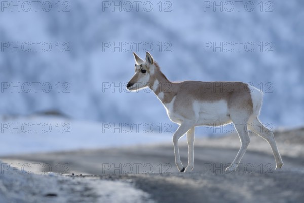 Pronghorn Antelope (Antilocapra americana), Yellowstone National Park, USA