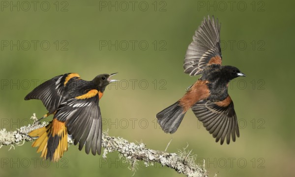 Baltimore Oriole (Icterus galbula) males quarreling, Texas, USA