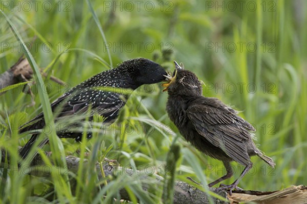 Common Starling (Sturnus vulgaris) feeding young on the ground, Hesse, Germany