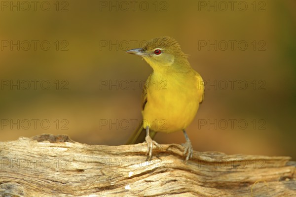 Yellow-bellied Greenbul, Chlorocichla flaviventris, African song bird sitting on the old tree