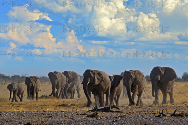 Big African Elephants herd, with blue sky and white clouds, Etosha NP, Namibia in Africa. Elephant