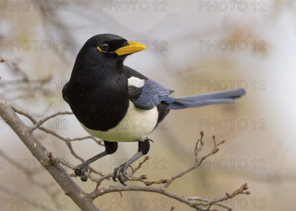 A Yellow-billed Magpie (Pica nuttalli), endemic to California, perched in a deciduous oak tree near