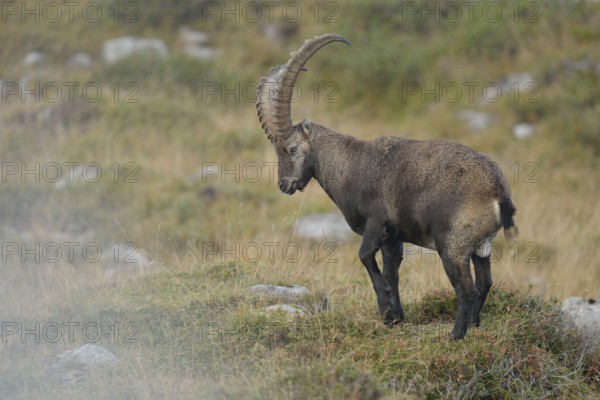 Alpine Ibex (Capra ibex) male, Valais Alps, Switzerland