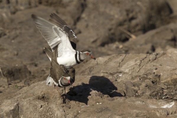 Driebandplevier, Three-banded Plover, Charadrius tricollaris