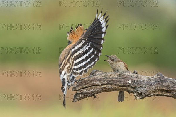 Eurasian Hoopoe & Red-backed Shrike (Upupa epops & Lanius collurio) perched on a branch, Aosta