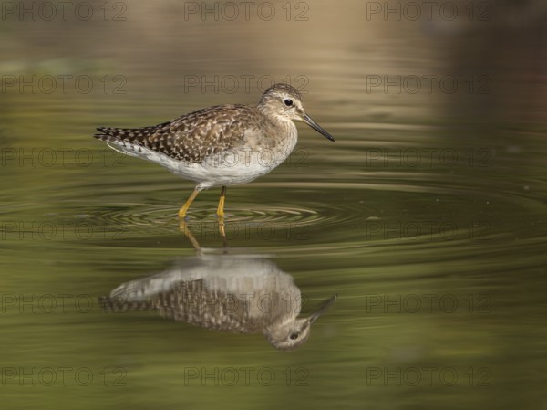 Wood Sandpiper (Tringa glareola), Gambia