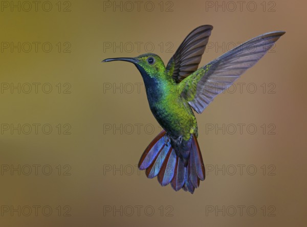 Green-breasted Mango (Anthracothorax prevostii) - at Laguna Lagarto Lodge near Boca Tapada, Costa