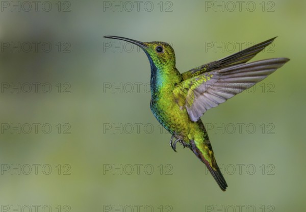 Green-breasted Mango (Anthracothorax prevostii) - at Laguna Lagarto Lodge near Boca Tapada, Costa