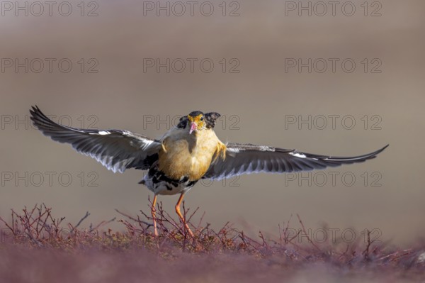Ruff (Calidris pugnax) territorial male in breeding plumage displaying by spreading wings during
