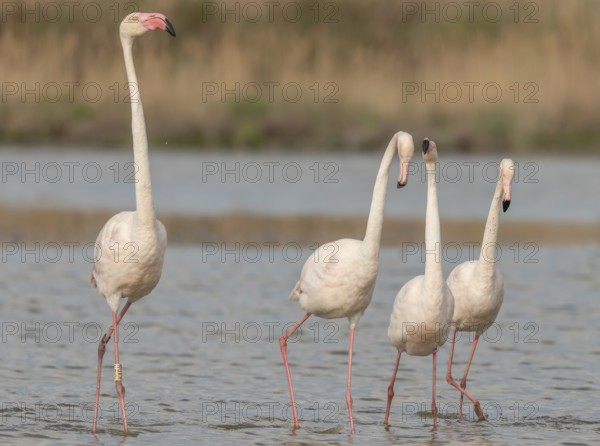A group of flamingos in full courtship display in a wetland habitat on a clear day. The scene