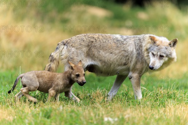 Wolf pup running across the meadow near its mother, Timberwolf, wolf, American wolf, (Canis lupus