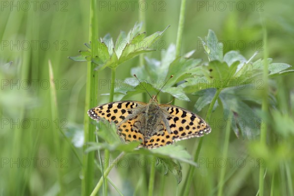 Small Pearl-bordered Fritillary (Issoria lathonia), spread wings, orange, meadow, close-up, North