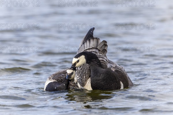 White-fronted Goose (Branta leucopsis), Geese (Anseriformes), Mating in the water, Aventdalen,