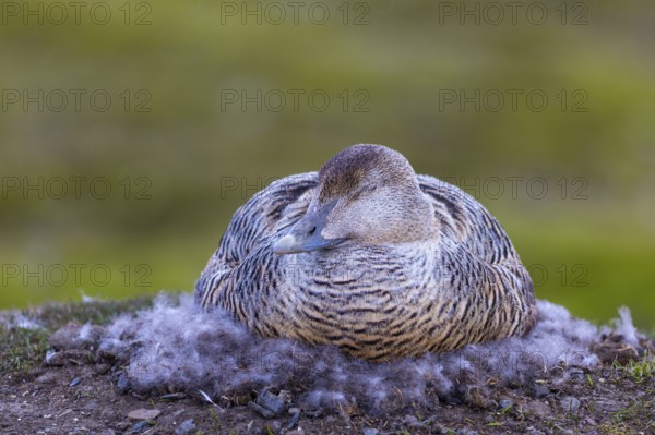 Eider duck (Somateria mollissima), hen brooding on the nest, duck birds (Anatidae), Aventdalen,