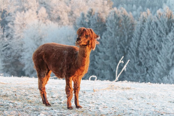 A brown alpaca (Vicugna pacos) stands in the early morning light on a frozen meadow in hilly