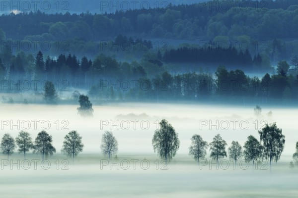 Early morning fog over the moor, birch (Betula), birch family (Betulaceae), fog, Pfrungen,