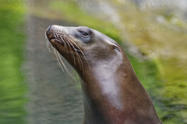 California sea lion (Zalophus californianus), adult, captive, animal portrait, occurrence Pacific
