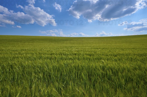 Endless green grain field under a partly cloudy summer sky, summer, Thüngen, Main Spessart