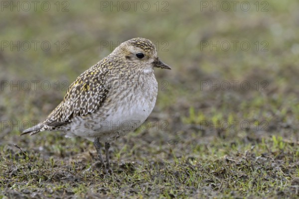 Stopover in North Rhine-Westphalia... Golden plover (Pluvialis apricaria) on migration, foraging in