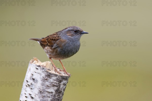 Dunnock (Prunella modularis), Berlin, Germany