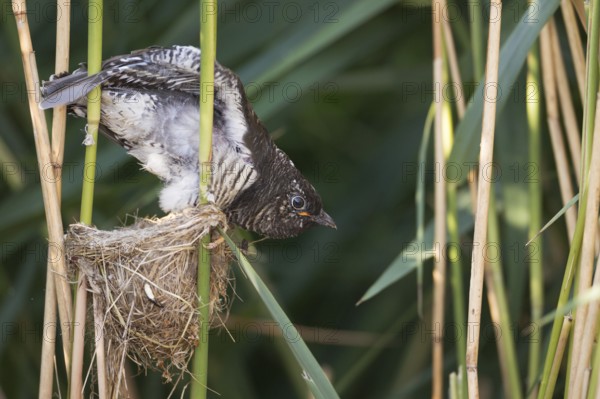 Common Cuckoo (Cuculus canorus) juvenile in nest of Eurasian Reed Warbler, Saxony-Anhalt, Germany