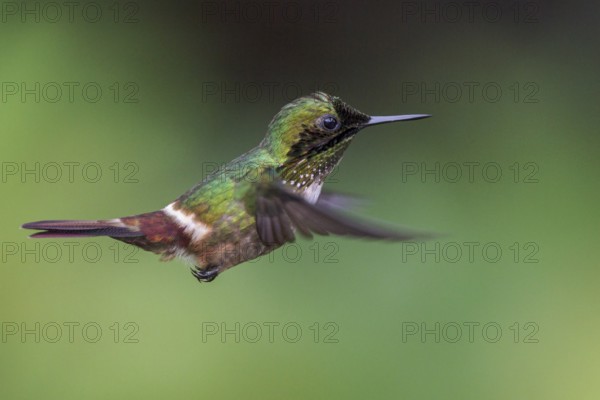 Festive Coquette (Lophornis chalybeus) flying and feeding at a flower in the Atlantic rainforest of