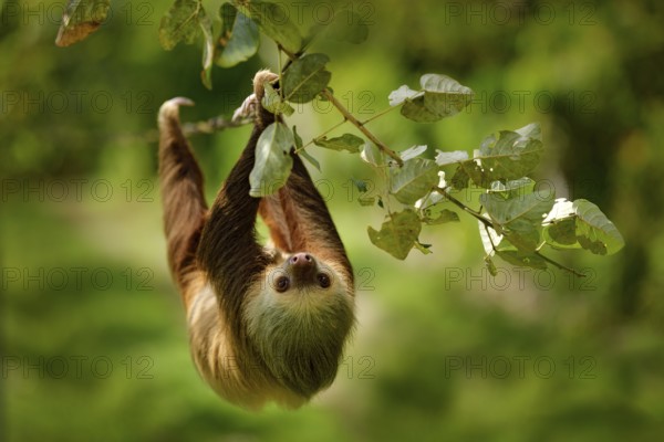 Sloth in nature habitat. Beautiful Hoffman's Two-toed Sloth, Choloepus hoffmanni, climbing on the